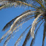Palm Leaves