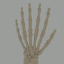 Bones of a 6-fingered hand