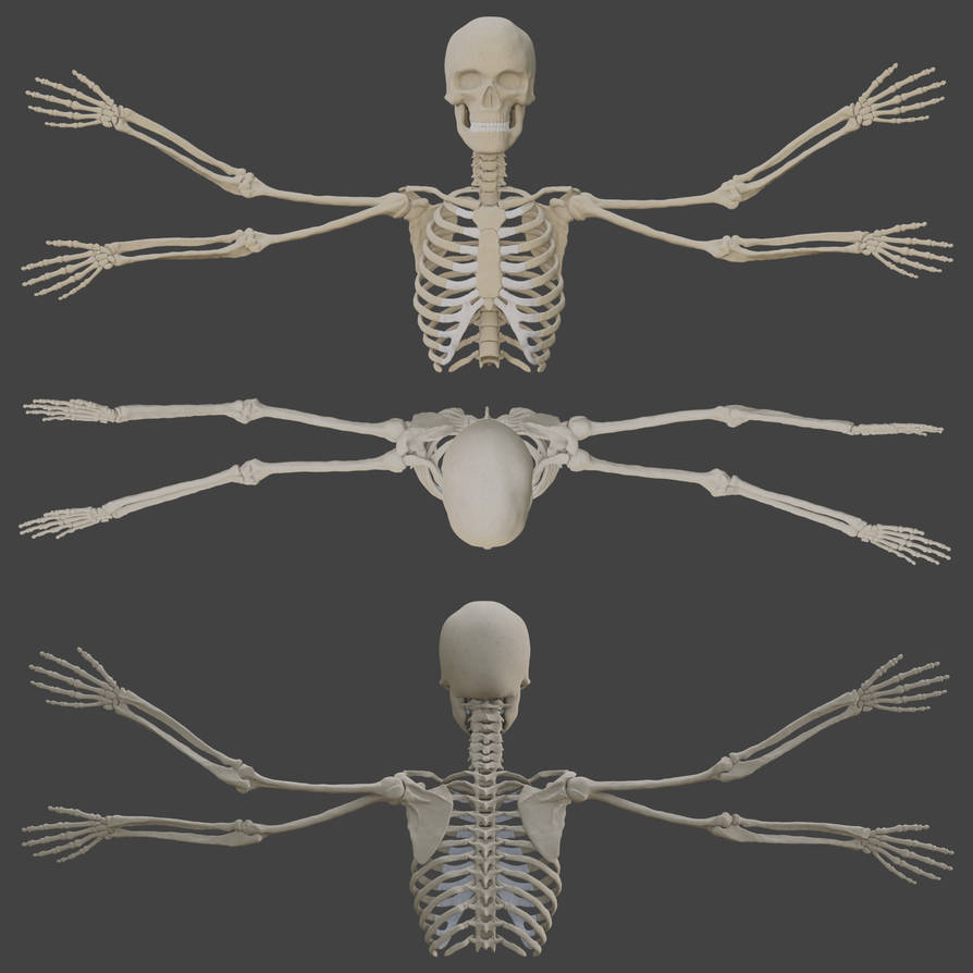 Extra arms: anatomy study by Beijmoli2 on DeviantArt