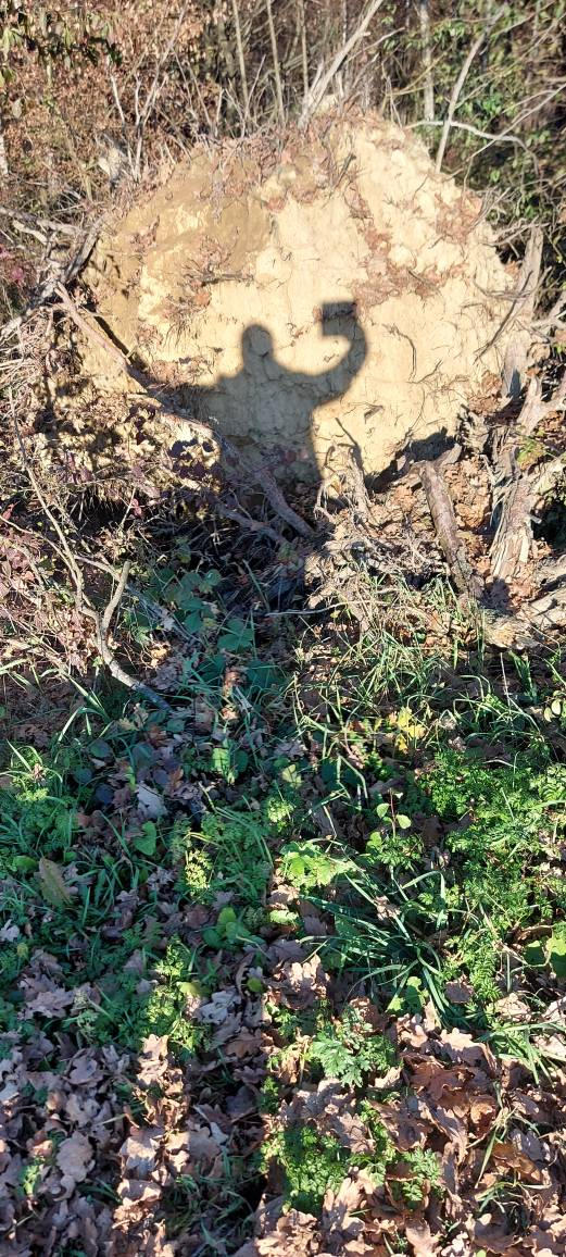 this TREE with his broken ROOTS .... by ARTISTversatile on DeviantArt