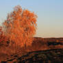 autumn birch