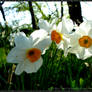 White Flowers