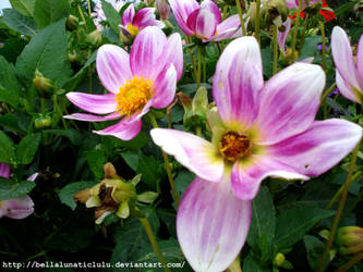 Purple Flowers