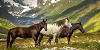 123.1.free Horses By Deingel-d7wr5f4 by Andorada