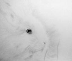 White Rabbit