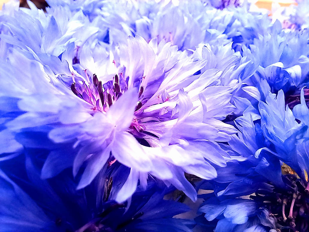 Blueish Synery blueish by Andorada on DeviantArt