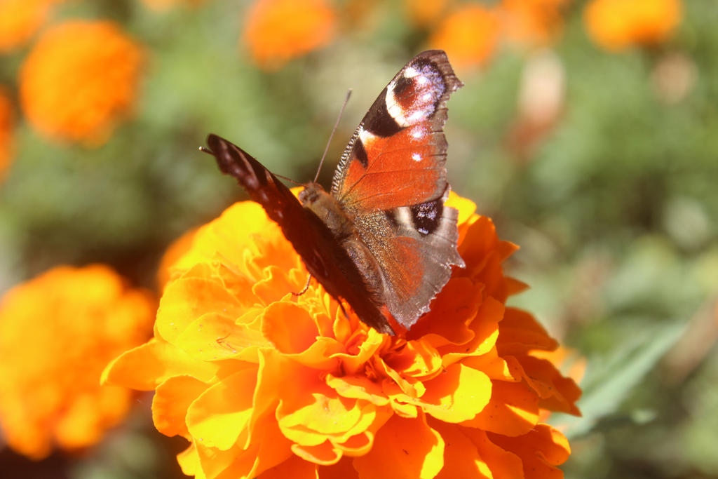 I could be this butterfly