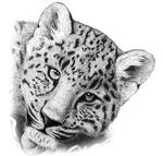 Leopard cub by Makoto13