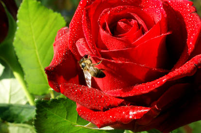 Rose and Bee