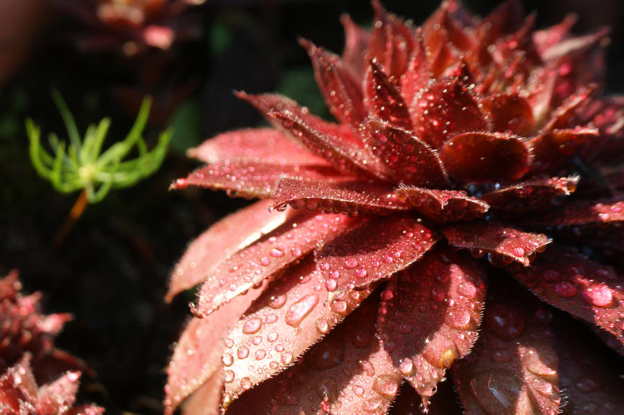 Red Sempervivum