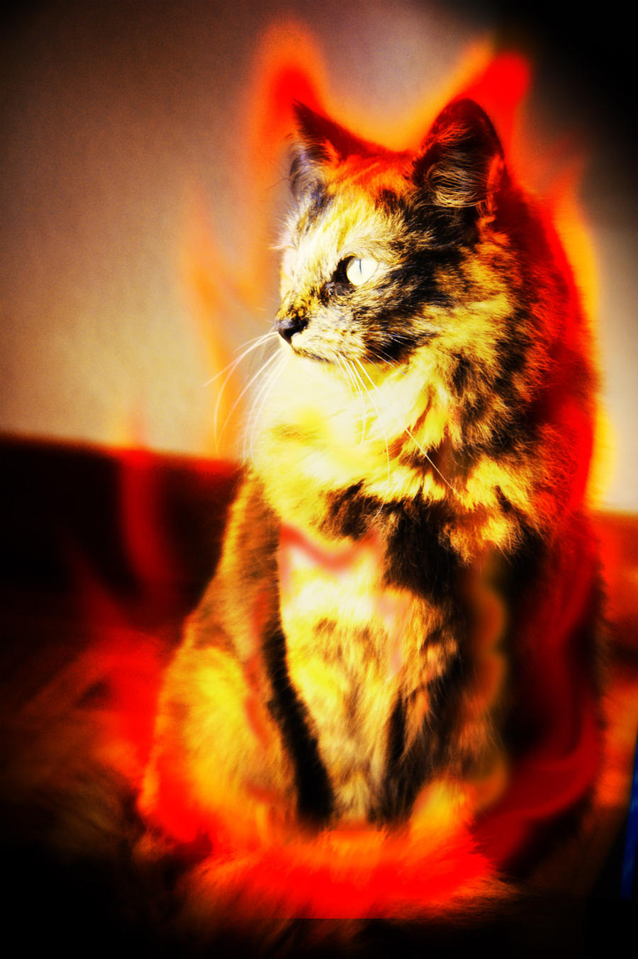 Burning Cat