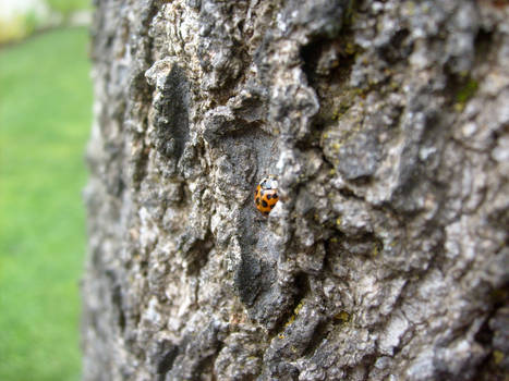 Lady Bug Hiding