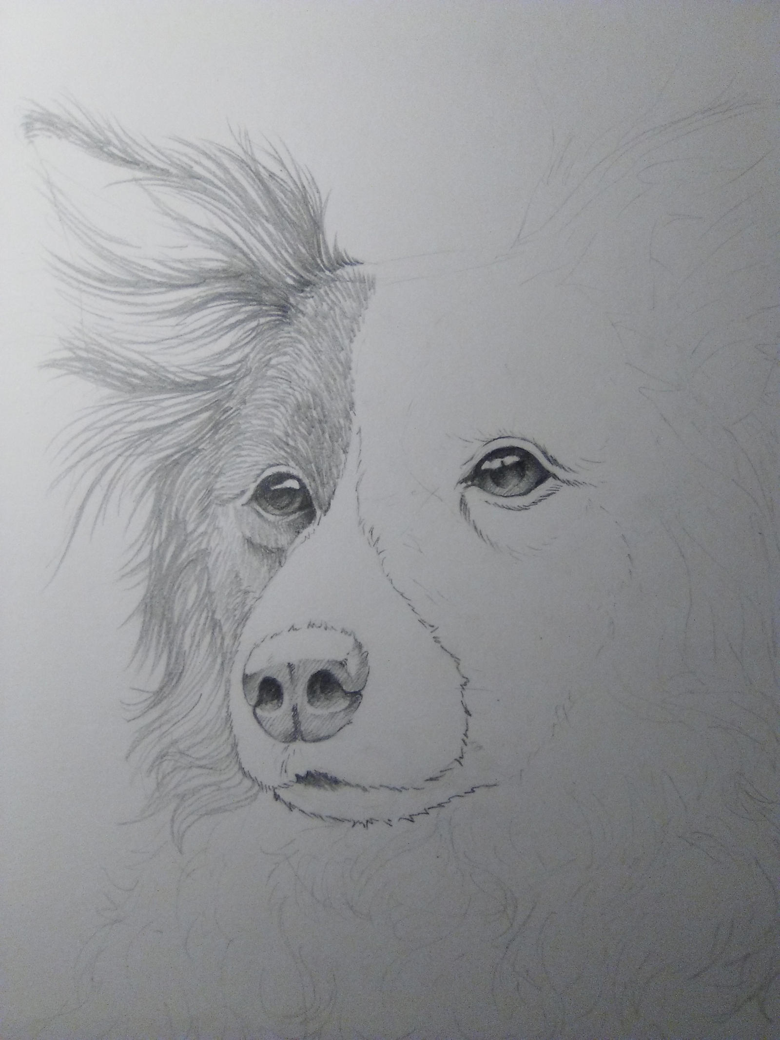 Animal drawing 01 - WIP 01