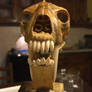 Barbourofelis Fricky skull