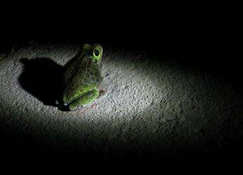 Frog in the Dark