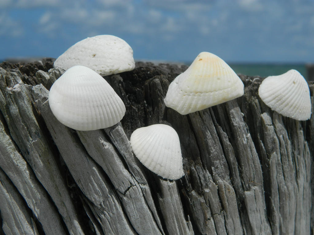 shells by lone-arcangel on DeviantArt