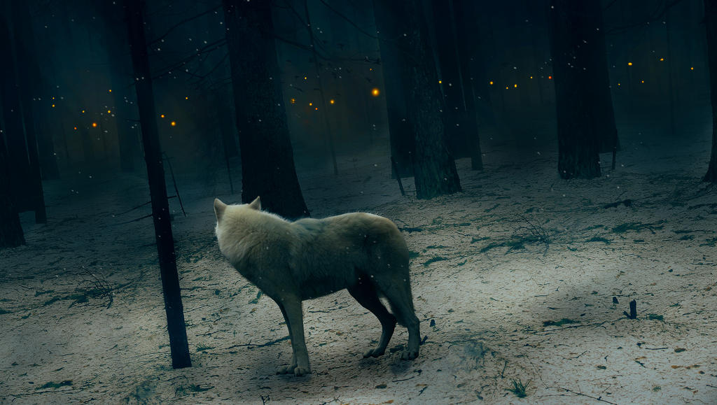 Ночь со зверем владимирова. Волк в ночи. Ночные волки. Волк в лесу ночью. Одинокий волк.