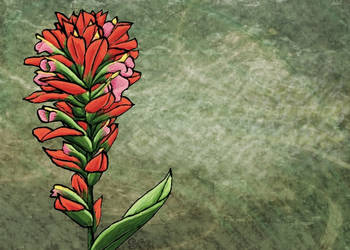 Indian Paintbrush