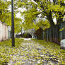 Fall Alleyway