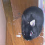 Bidaku - My bunny
