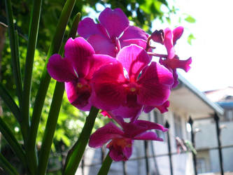 pink blooms