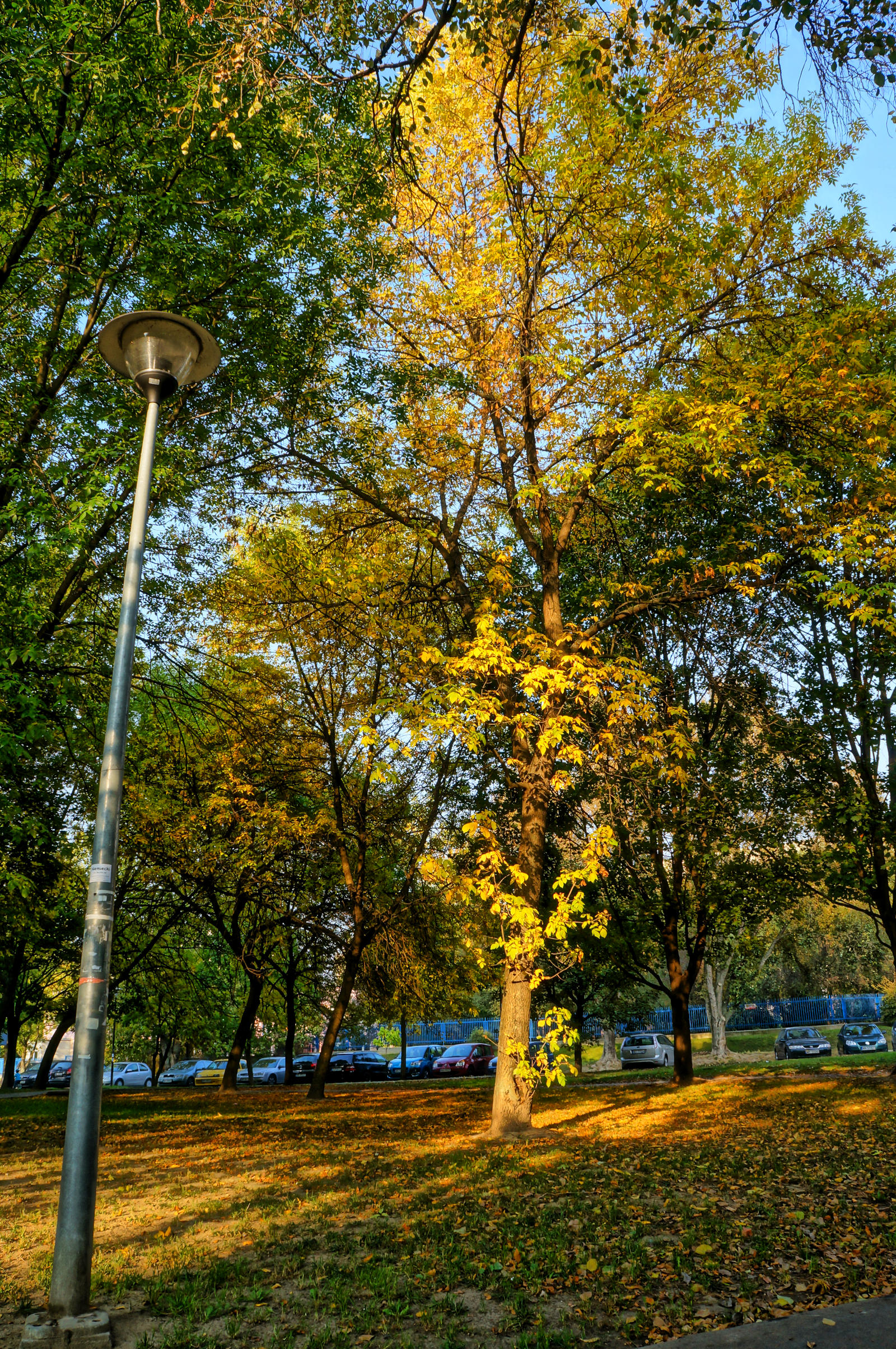 shiny tree by MissSeverance on DeviantArt