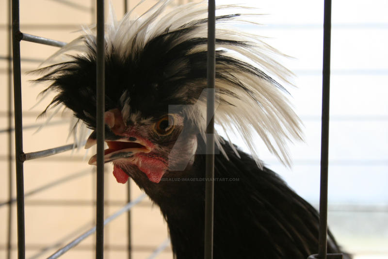 Freaking Chicken Crazy Chicken by Sombraluz-Images on DeviantArt