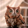 Screech Owl