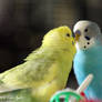 My Budgie Brothers