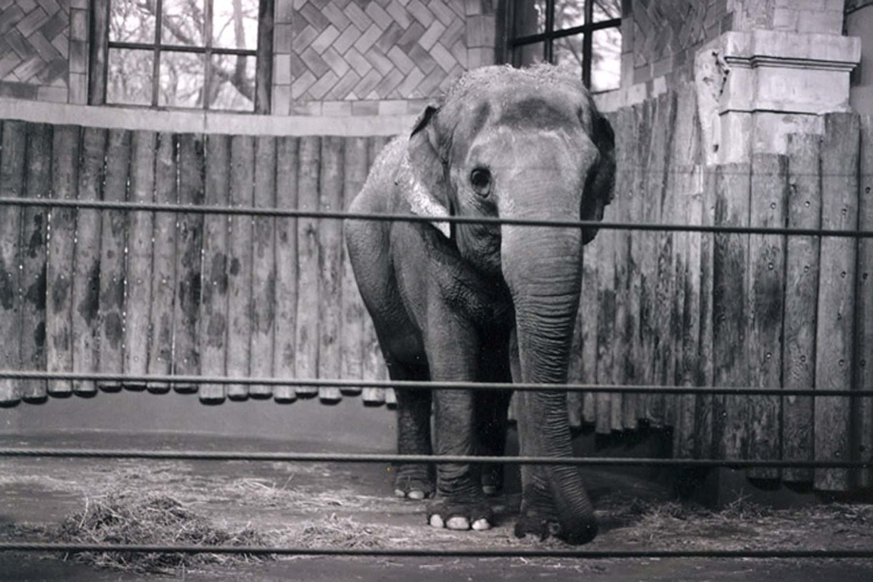 Elephant at the Zoo