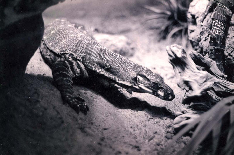 Monitor Lizard by Sombraluz-Images on DeviantArt
