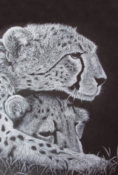 Cheetahs II