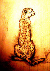 Leopardo