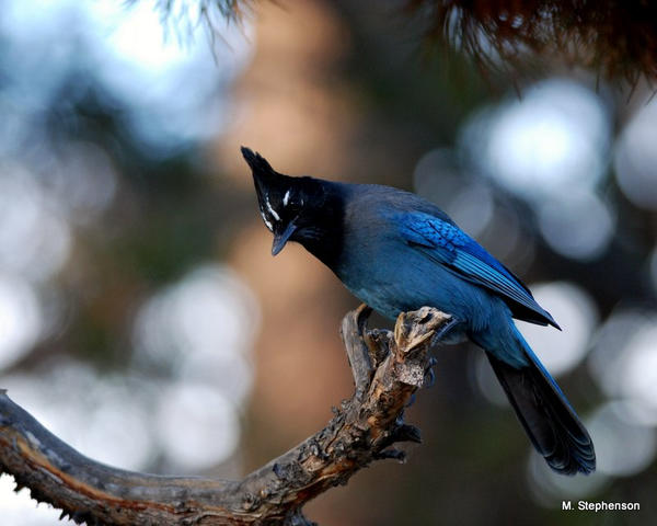 Steller Jay