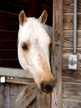 Classic Arabian Horse