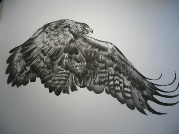 eagle