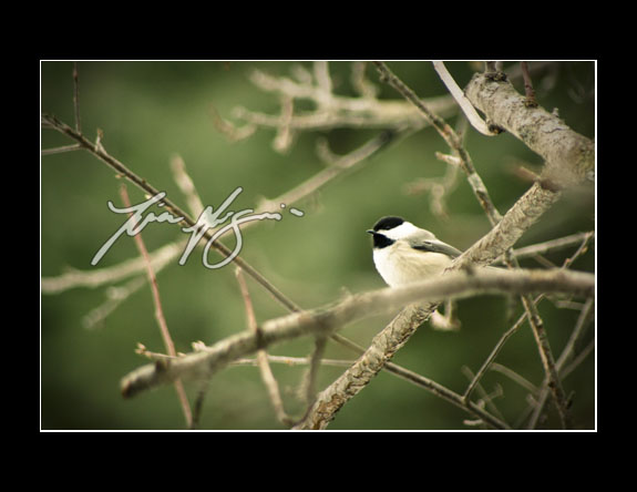 Chickadee