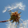 winged dandelion