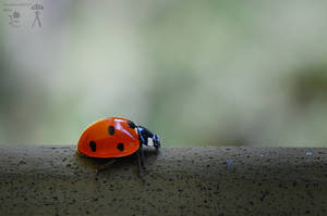 Ladybug by MorpheusPhotoworks