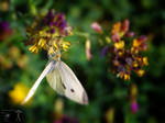 A white butterfly by MorpheusPhotoworks