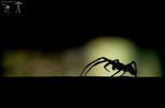 Spider silhouette by MorpheusPhotoworks