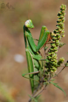 Praying mantis -2