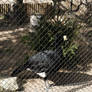 Great Curassow