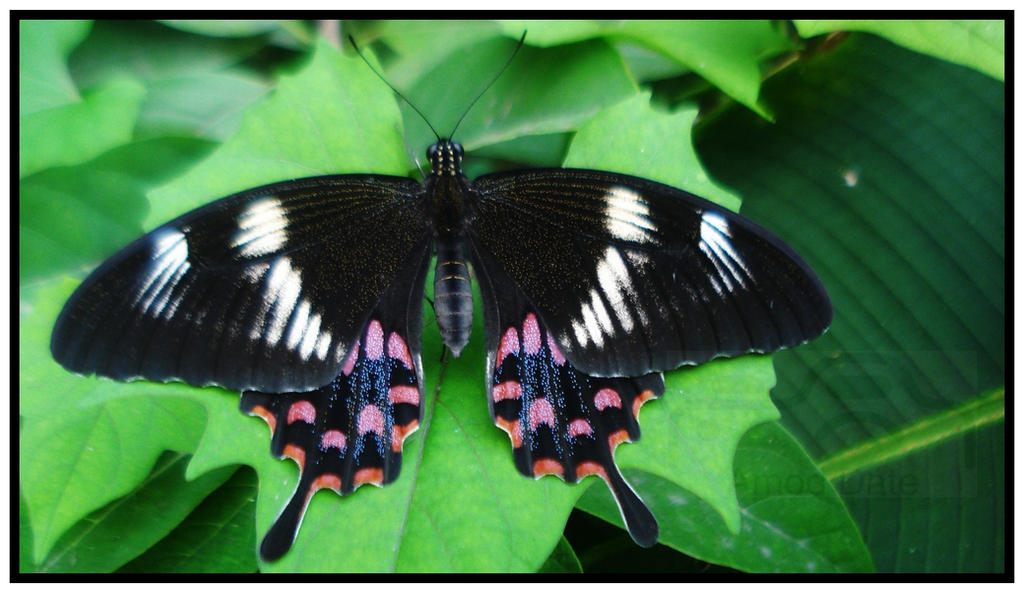 Common Mormon Female