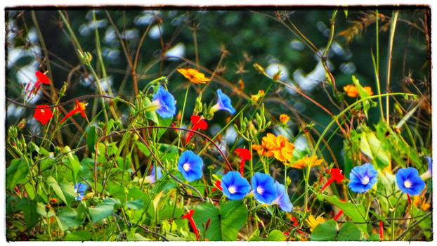 Wild flowers   ( change of season )