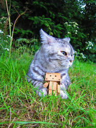 Danbo with cat