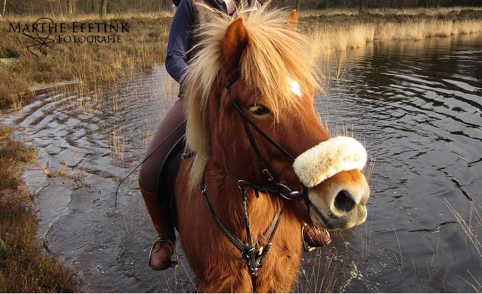 Icelandic Horse 1