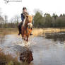 Icelandic Horse