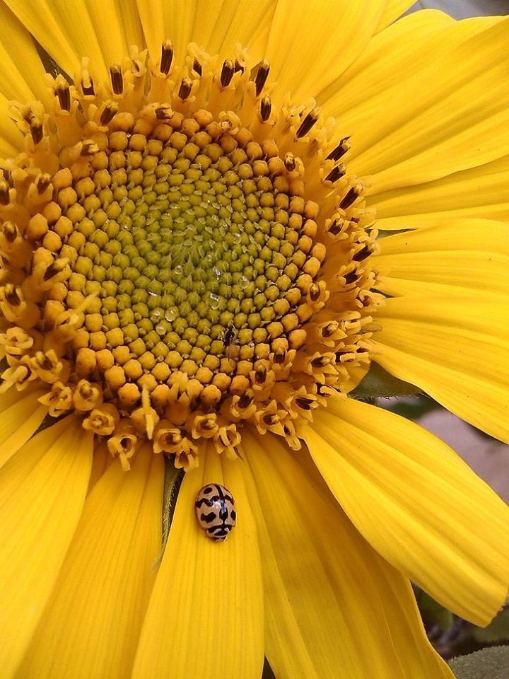 Perfect YELLOW with a lady bug