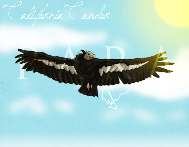 California Condor Animation California Condor by xXJokerObsessionXx on DeviantArt
